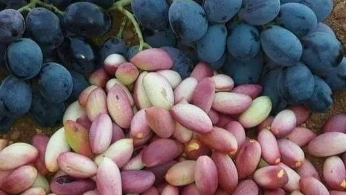 Antep Fıstığında Yükselen Fiyatlar Çiftçinin Yüzünü Güldürüyor