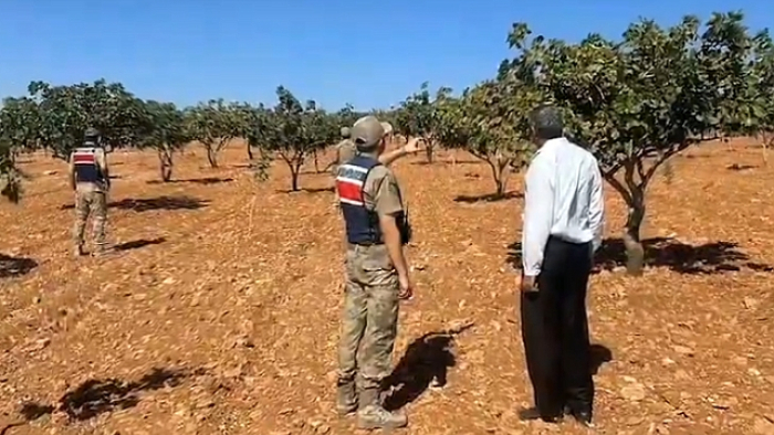 Şanlıurfa’da Fıstık Hırsızlığına Karşı Kuş Uçurtulmuyor!